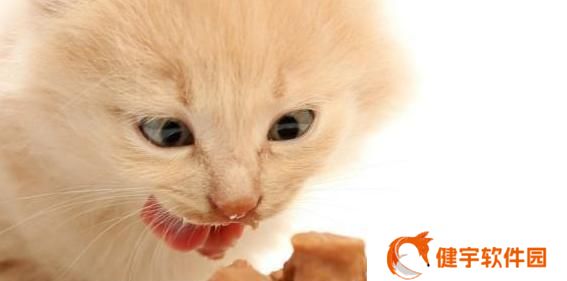 《以猫之城猫咪教父为例，探讨游戏中的合成系统》（了解猫咪教父游戏中的合成系统及技巧）